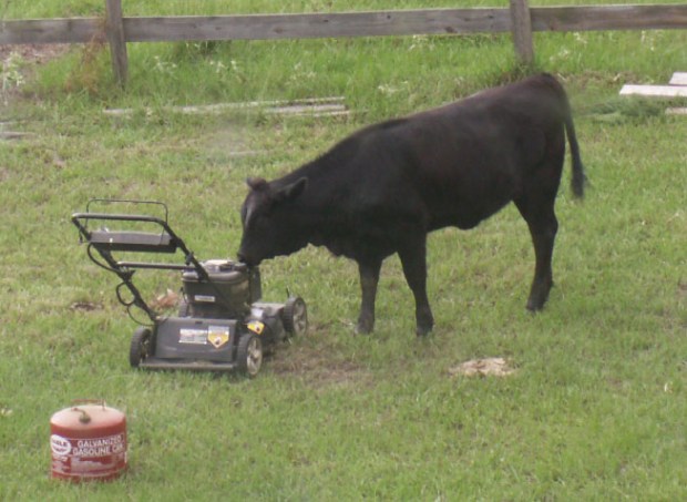 Two Lawn Mowers