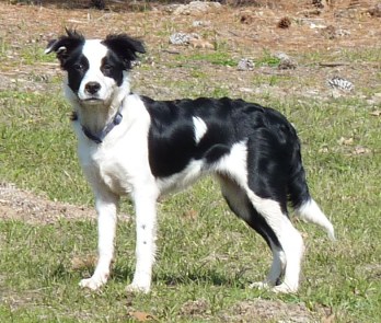 border collie puppy