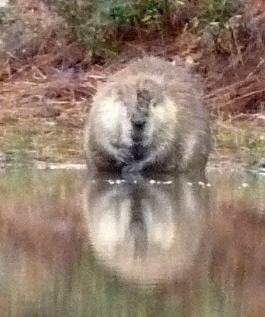 Beaver