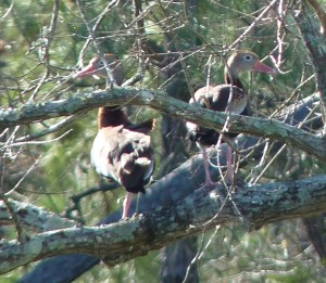 Black-bellied whistling ducks