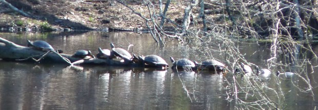 Turtles basking