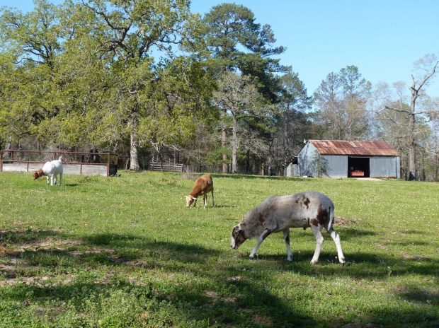 Sheep and goat grazing