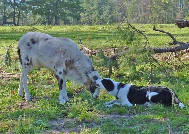 ram and border collie