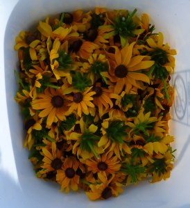 rudbeckia in bucket