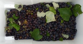 cooler of grapes