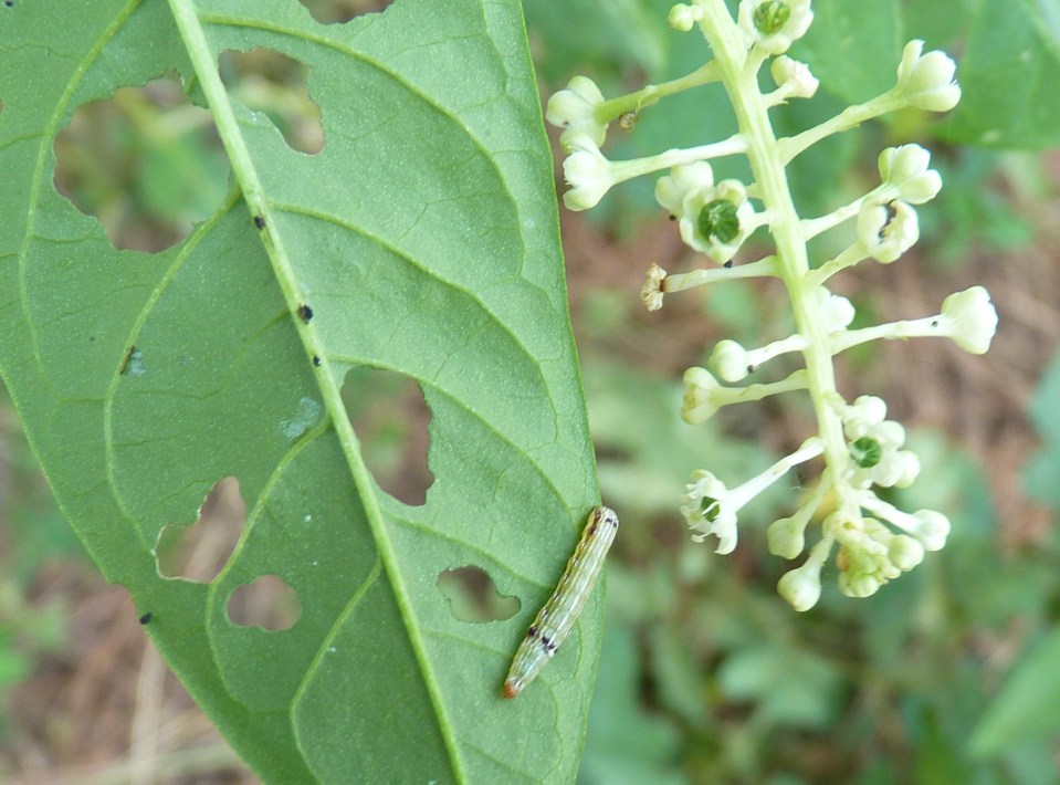 caterpillar on pokeberries