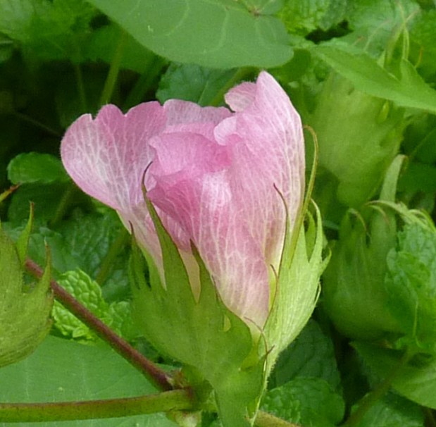 pink cotton bloom