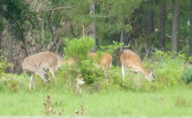 whitetail deer