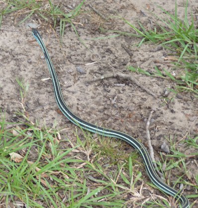 ribbon snake