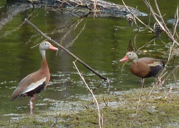 black-bellied whistling ducks