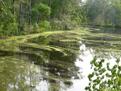 pollen on pond