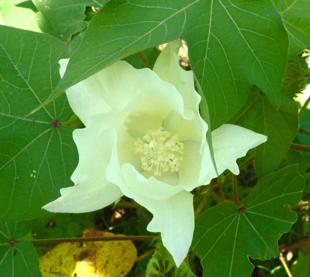 white cotton bloom