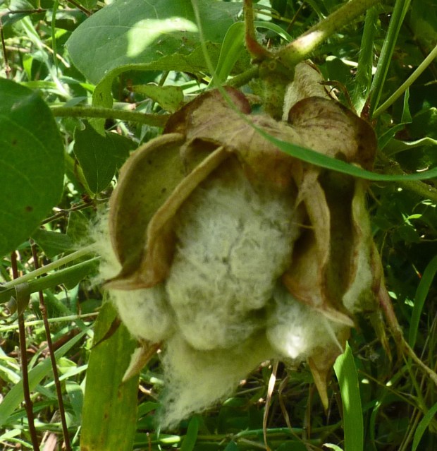 ripe cotton in pale green