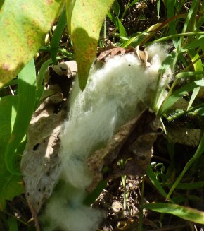 fluffy cotton