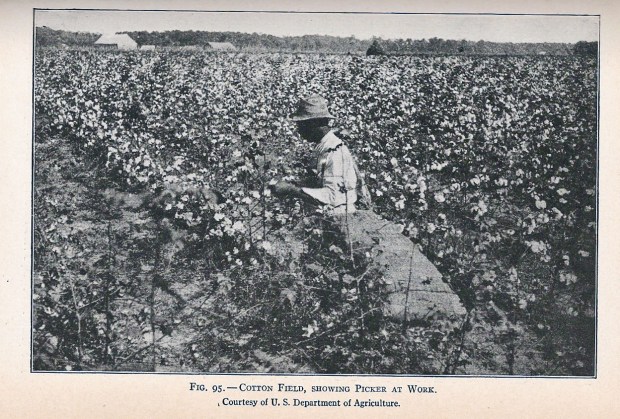 cotton picking, 1915