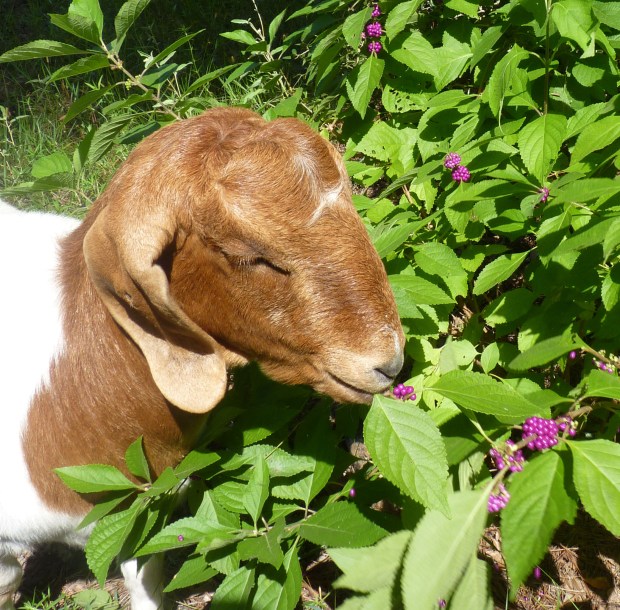 goat and beautyberries