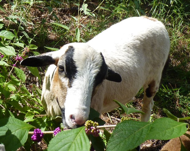 lamb and beautyberry plant