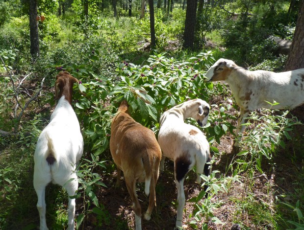 lambs and beautyberry bush
