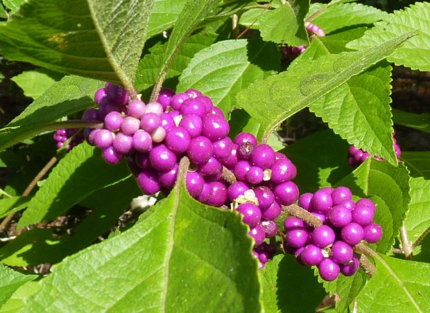 American beautyberry