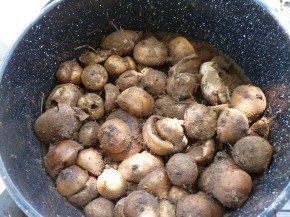 mushrooms in dye pot