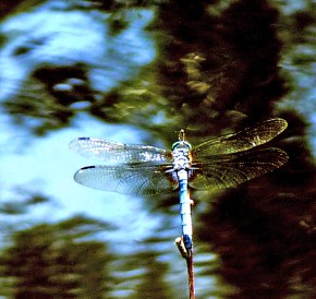 dragonfly resting above water