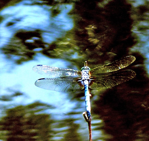dragonfly resting above water