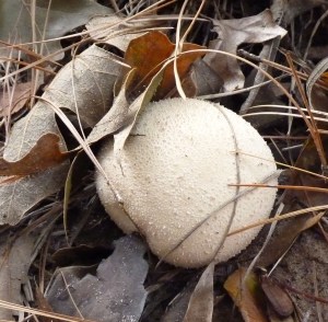  young puffball mushroom