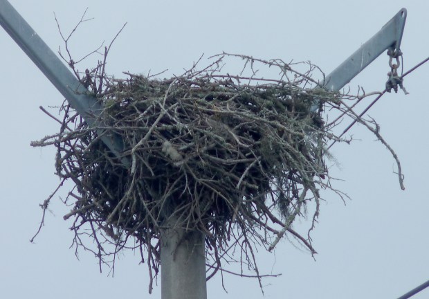 osprey nest