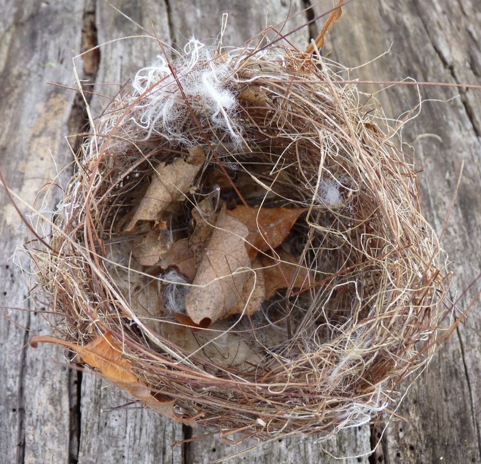 small nest 1