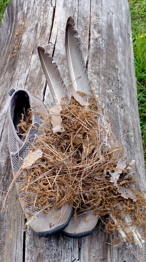 Carolina wren nest