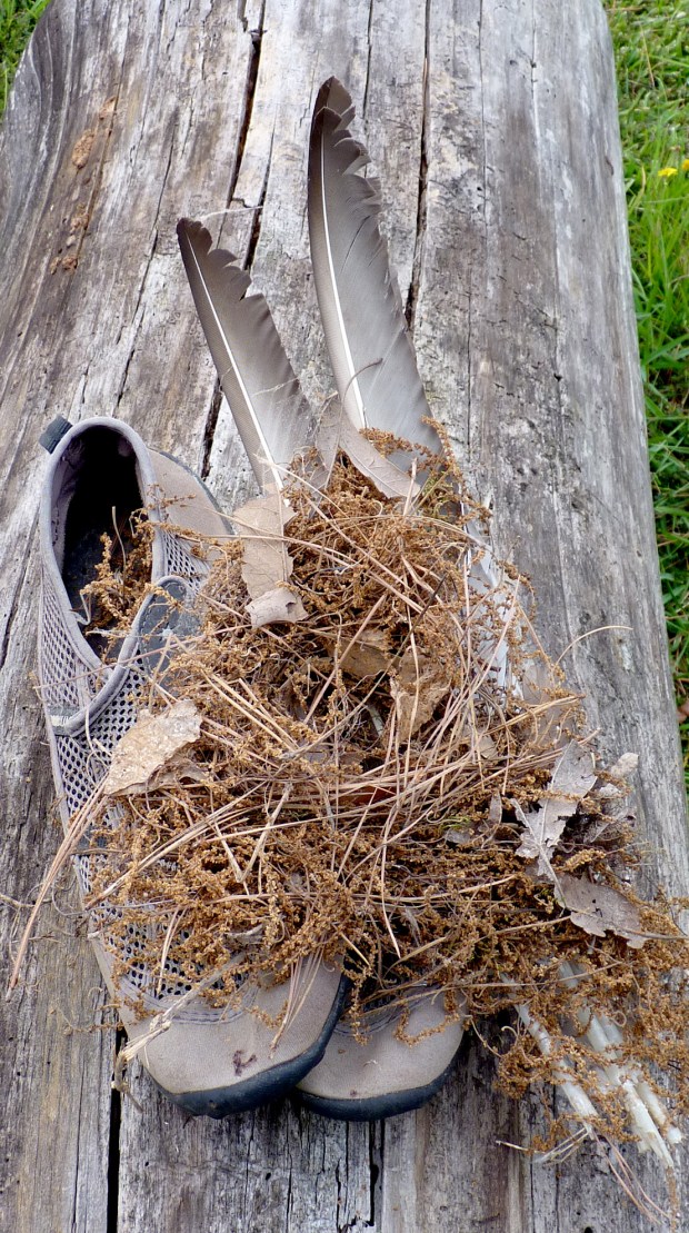 Carolina wren nest