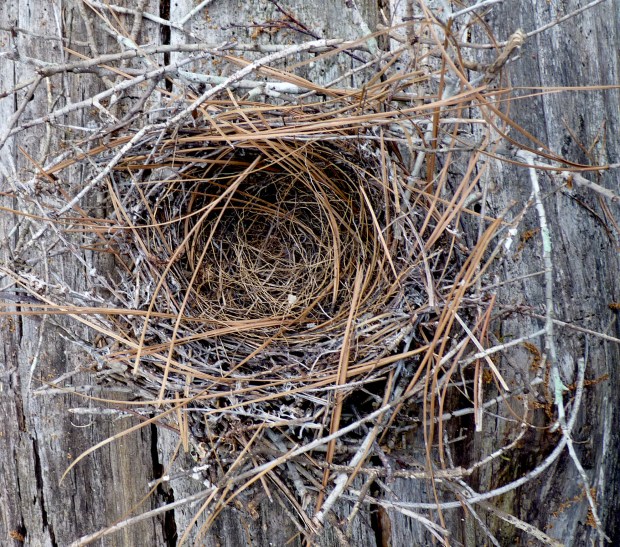 mockingbird nest