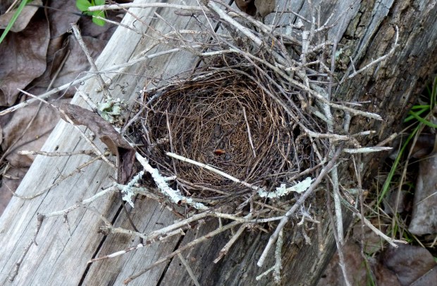 mockingbird nest 2