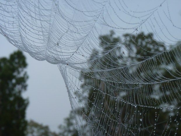 spider web 2