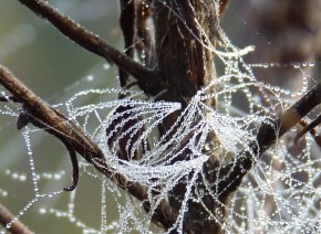 spider web 5