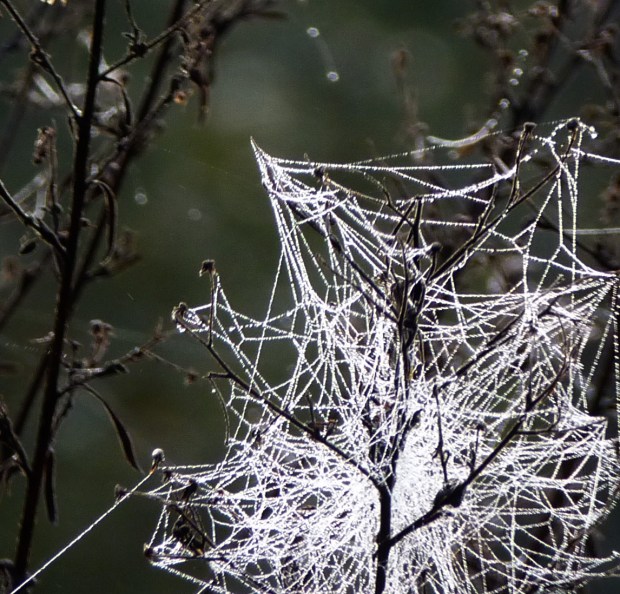 spider web 6