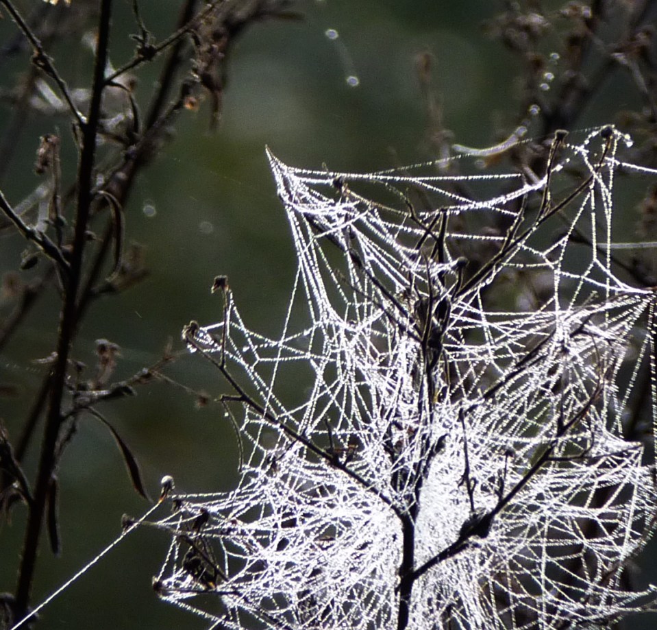 spider web 6