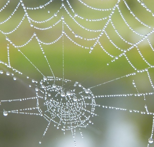 spider web 1