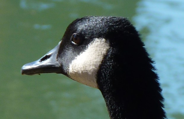 goose head