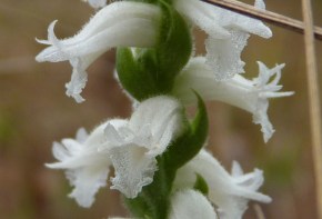 ladies' tresses detail
