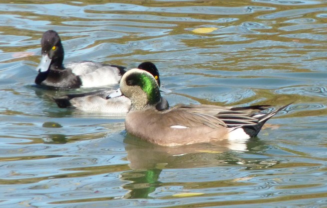 wigeon and scaup