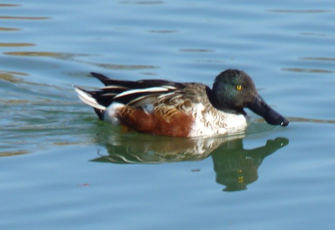 Northern Shoveler