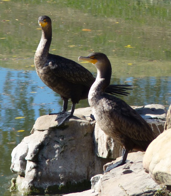 cormorants