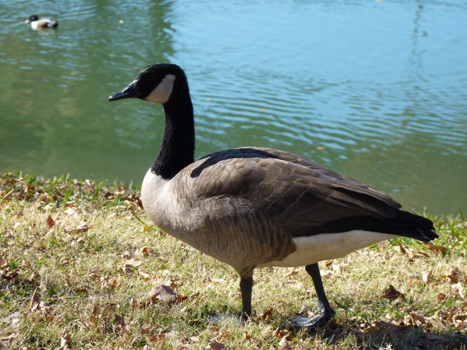 Canada goose