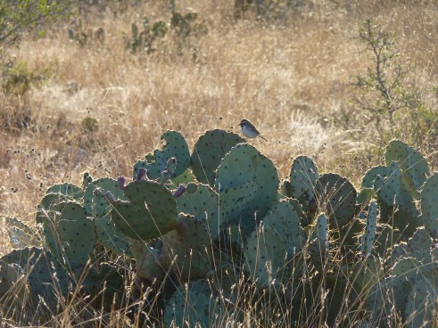 black-throated sparrow