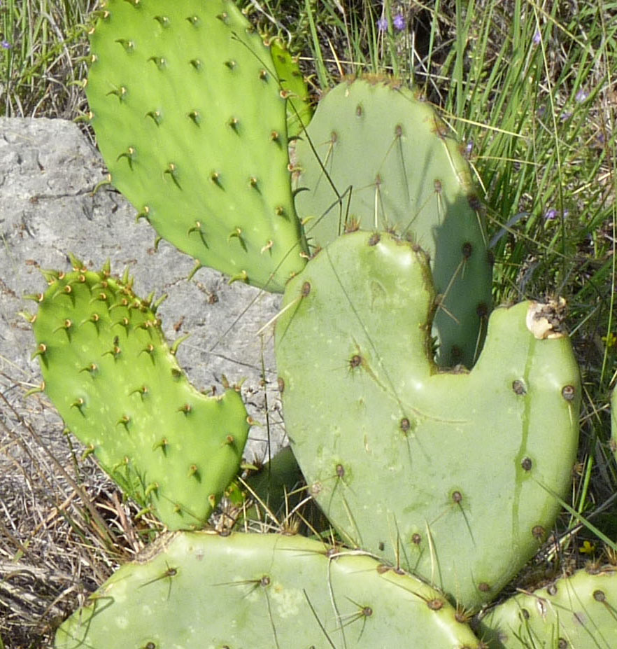 prickly pear detail