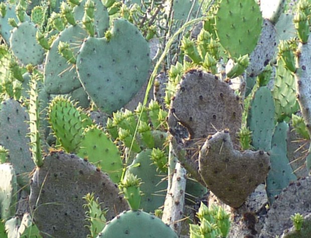 nopal detail