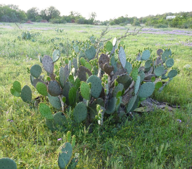 nopal