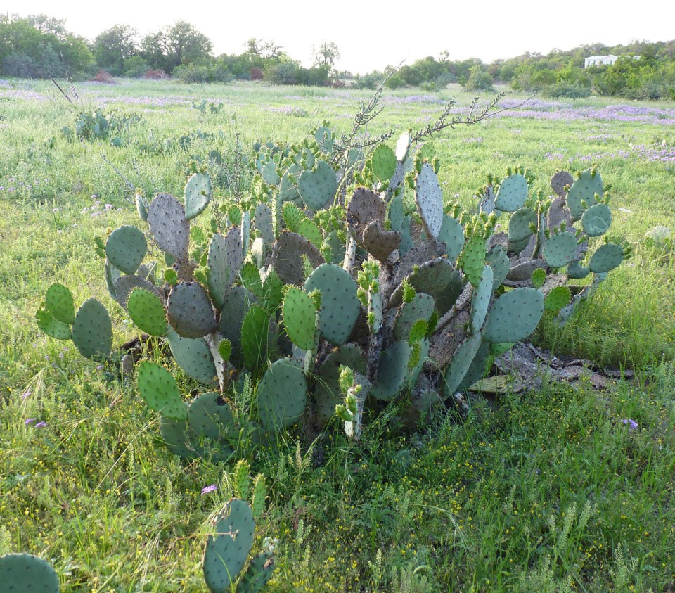 nopal