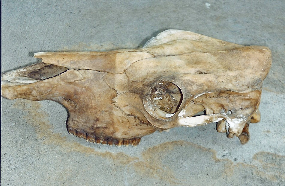 cow skull